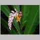 alpinia speciosa.jpg